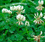 Flowering Balansa