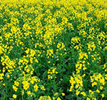 Canola Flowering