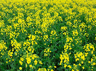 Canola Flowering