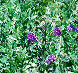 Lucerne Flowering