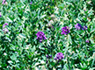 Lucerne Flowering