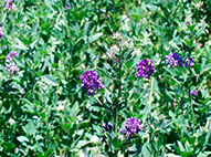 Lucerne Flowering