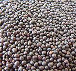 Canola Seed