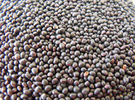 Canola Seed