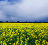 Storm approaching over a canola crop