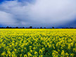 Storm approaching over a canola crop