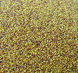 Lucerne Seed